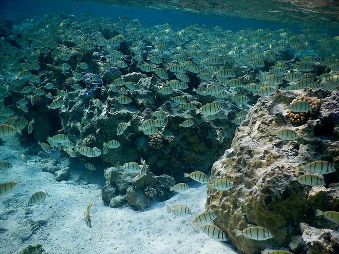 The snorkelling - Beautiful Bora Bora © Andrew and Clare Payne